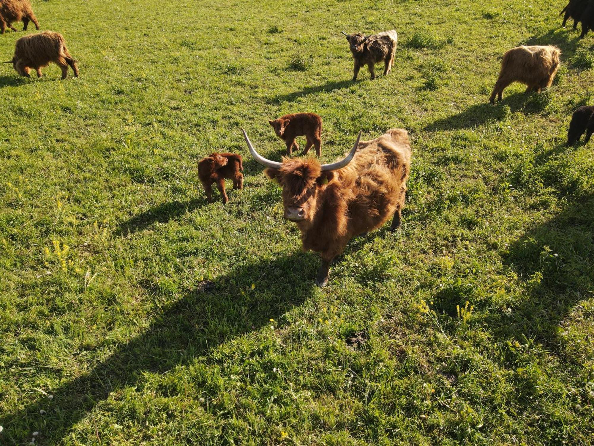 Highland Warmia - *