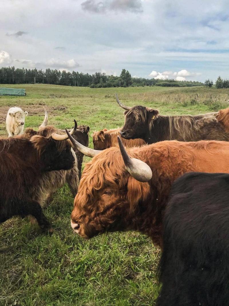 Farm stay Highland Warmia - Jeziorany
