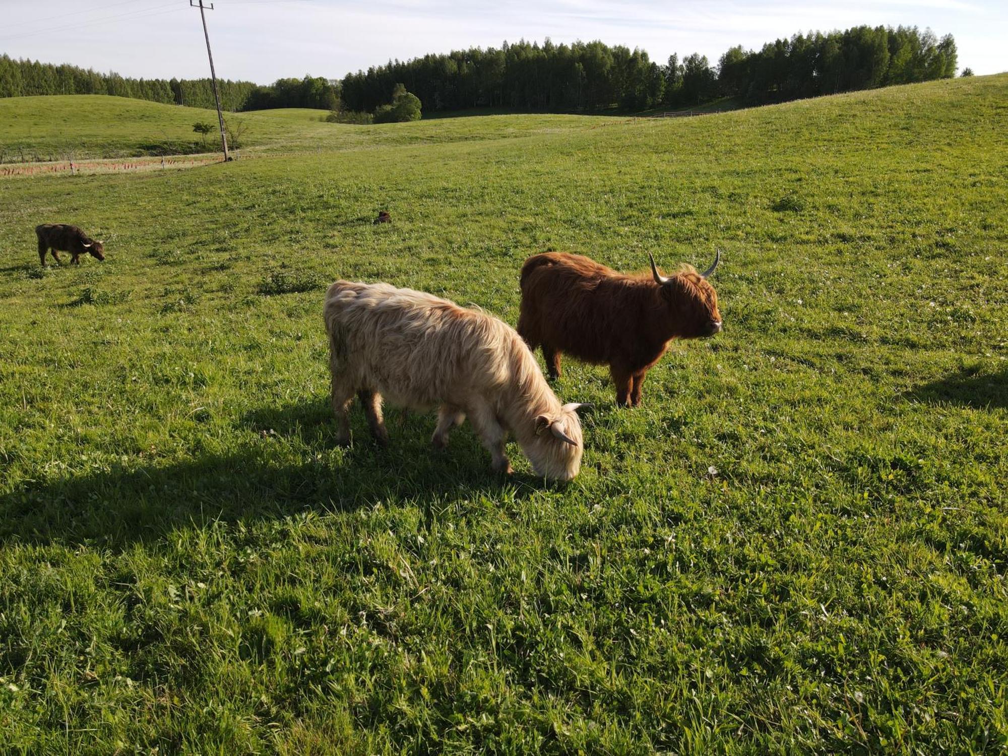 Highland Warmia - * Jeziorany
